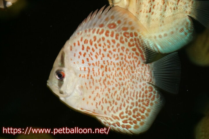 楽天市場 ディスカス 熱帯魚 タンジェリンドリームスペシャル １匹 サンプル画像 5 6cm 生体 ペナン ブリーダー Tan Chee Lok レッドスポット マレーシア 観賞魚 飼育 観賞魚 アクアリウム用品 ペットバルーン楽天市場支店
