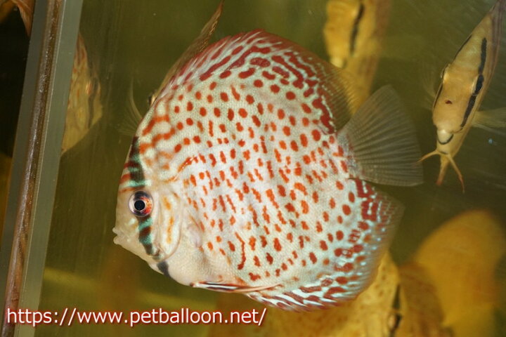 楽天市場 ウィンターセール対象品 ディスカス 熱帯魚 生体 オリエンタルレオパード １匹 サンプル画像 7 8cm 観賞魚 ペナン アクアリウム ブリーダー Tan Chee Lok 飼育 観賞魚 アクアリウム用品 レッドスポット マレーシア ペットバルーン楽天市場支店
