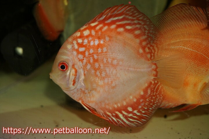 楽天市場 ディスカス 生体 熱帯魚 レッドマップスギャラクシー １匹 サンプル画像 6cm 観賞魚 ペナン ブリーダーtan Chee Lok 飼育 観賞魚 アクアリウム用品 マレーシア ペットバルーン楽天市場支店