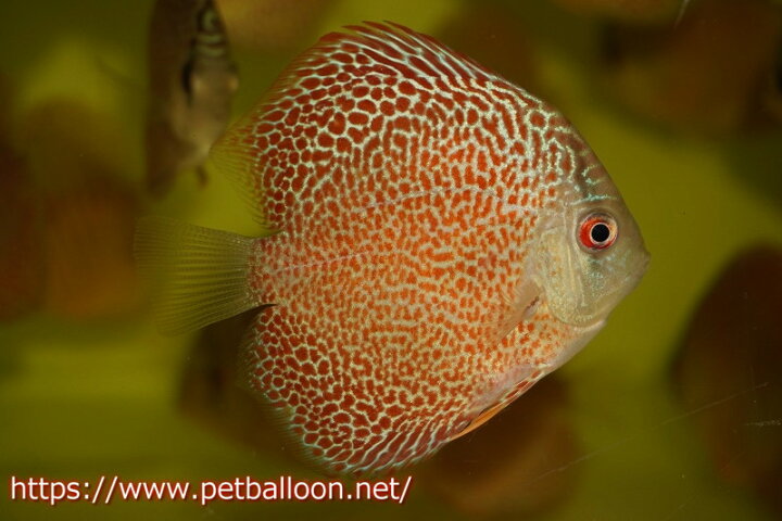 楽天市場 ウィンターセール対象品 ディスカス 熱帯魚 ドラゴンキング 6cm 生体 １匹 サンプル画像 観賞魚 ペナン ブリーダー Tan Chee Lok 飼育 観賞魚 アクアリウム用品 レッドスポット マレーシア ペットバルーン楽天市場支店