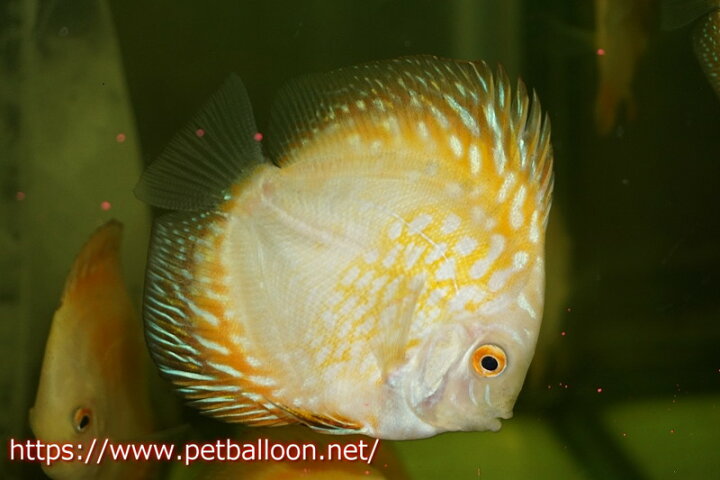 楽天市場 ディスカス 熱帯魚 ゴールデンパンダ 6 7cm 生体 １匹 サンプル画像 ペナン ブリーダー Tan Chee Lok 観賞魚 飼育 観賞魚 アクアリウム用品 マレーシア ペットバルーン楽天市場支店