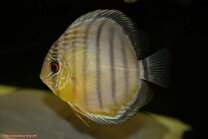 楽天市場】ワイルド ディスカス（種（観賞魚）ディスカス）の通販
