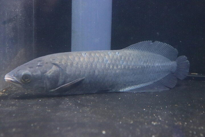 楽天市場】【淡水魚】ビッグサイズ ヘテロティス(ナイルアロワナ 
