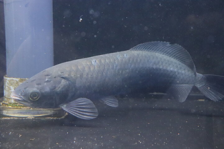 楽天市場】【淡水魚】ビッグサイズ ヘテロティス(ナイルアロワナ 