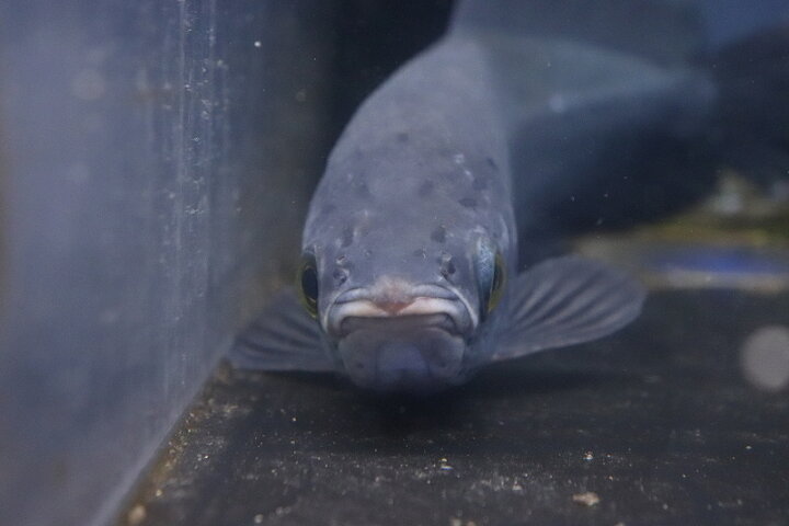 楽天市場】【淡水魚】ビッグサイズ ヘテロティス(ナイルアロワナ 
