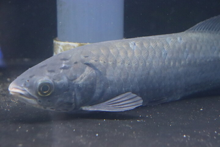 楽天市場】【淡水魚】ビッグサイズ ヘテロティス(ナイルアロワナ 
