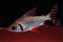 楽天市場】カラー プロ キロ ダス（観賞魚｜熱帯魚・アクアリウム 