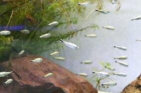 楽天市場 観賞魚 観賞魚の生態環境 熱帯 人気ランキング1位 売れ筋商品 楽天市場 観賞魚 観賞魚の生態環境 熱帯 人気ランキング1位 売れ筋商品