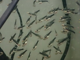 【淡水魚】ブリリアント ブラックネオンテトラ【1匹 サンプル画像】（小型カラシン）（生体）（熱帯魚）NK