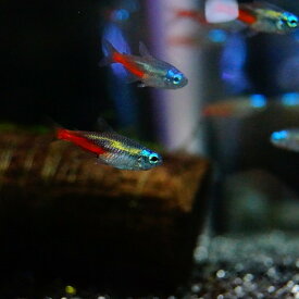 楽天市場 ネオンテトラ 種 観賞魚 メダカ の通販