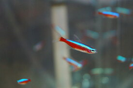 楽天市場 小型 観賞魚 熱帯魚 アクアリウム ペット ペットグッズの通販 楽天市場 小型 観賞魚 熱帯魚 アクアリウム ペット ペットグッズの通販