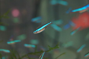 楽天市場 観賞魚 種 観賞魚 アロワナ 観賞魚の生態環境 熱帯 人気ランキング1位 売れ筋商品