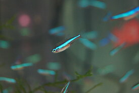 楽天市場 ネオンテトラ 種 観賞魚 メダカ の通販