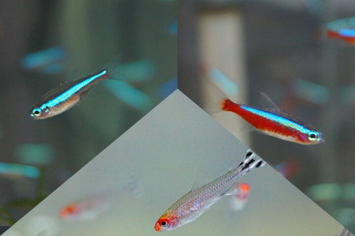 楽天市場 淡水魚 カージナルテトラ 匹 グリーンネオンテトラ 匹 ラミーノーズテトラ 匹 生体 カラシンセット 熱帯魚 Nkik ペットバルーン楽天市場支店
