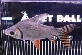 楽天市場 熱帯魚 激安の通販