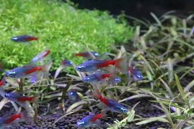 楽天市場 ネオンテトラ 種 観賞魚 メダカ の通販 楽天市場 ネオンテトラ 種 観賞魚 メダカ の通販
