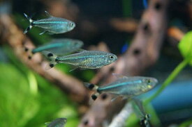 楽天市場 観賞魚 種 観賞魚 エンゼルフィッシュ ベラ ラス 熱帯魚 アクアリウム ペット ペットグッズ の通販 楽天市場 観賞魚 種 観賞魚 エンゼルフィッシュ ベラ ラス 熱帯魚 アクアリウム ペット ペットグッズ の通販