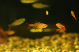 楽天市場 チェリー 観賞魚の生態環境淡水 熱帯魚 アクアリウム ペット ペットグッズ の通販 楽天市場 チェリー 観賞魚の生態環境淡水 熱帯魚 アクアリウム ペット ペットグッズ の通販