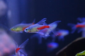 楽天市場 ネオンテトラ 種 観賞魚 メダカ の通販 楽天市場 ネオンテトラ 種 観賞魚 メダカ の通販