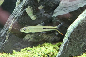 楽天市場 激安 観賞魚 熱帯魚 アクアリウム ペット ペットグッズの通販