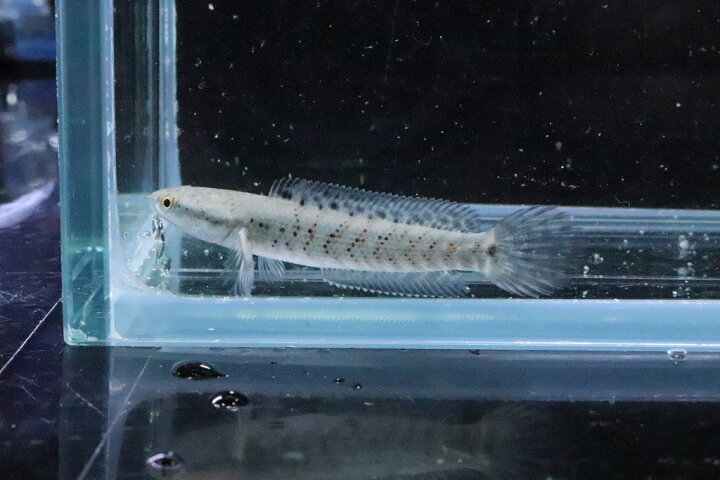 楽天市場 淡水魚 大特価 チャンナ プルクラ １匹 サンプル画像 5 7cm 大型魚 スネークヘッド 生体 淡水 ｎｋｏ ペットバルーン楽天市場支店