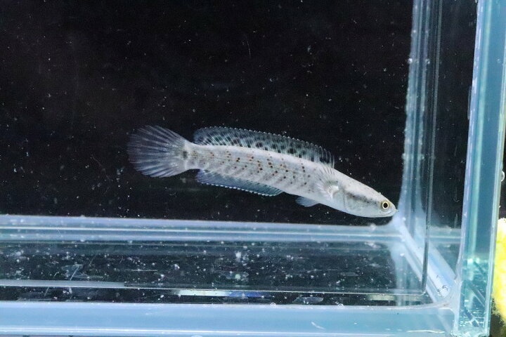 楽天市場 淡水魚 大特価 チャンナ プルクラ １匹 サンプル画像 5 6cm 大型魚 スネークヘッド 生体 淡水 ｎｋｏ ペットバルーン楽天市場支店