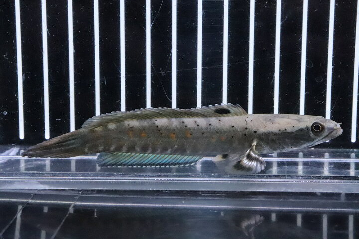 楽天市場 淡水魚 超大特価 ブルームーンレインボースネークヘッド プルクラ ワイルド １匹 サンプル画像 3 4cm 大型魚 生体 熱帯魚 Nko ペットバルーン楽天市場支店