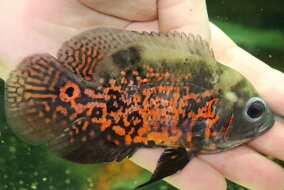 楽天市場 観賞魚 種 観賞魚 エンゼルフィッシュ 観賞魚の生態環境 熱帯 人気ランキング1位 売れ筋商品