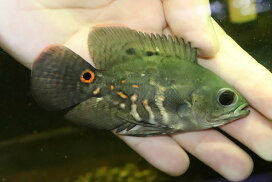 楽天市場】 淡水魚 > 種類_01 > オスカー > ワイルド : ペットバルーン 