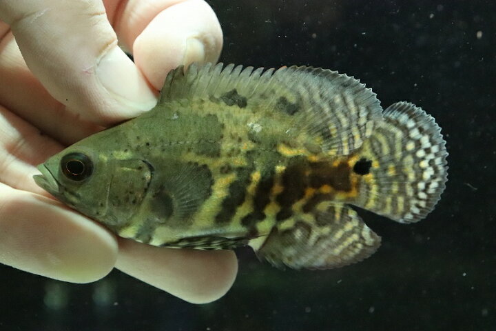 87 Off 淡水魚 ワイルドオスカー マラジョ産 ワイルド 1匹 サンプル画像 7cm 大型魚 Shipsctc Org 87 Off 淡水魚 ワイルドオスカー マラジョ産 ワイルド 1匹 サンプル画像 7cm 大型魚 Shipsctc Org