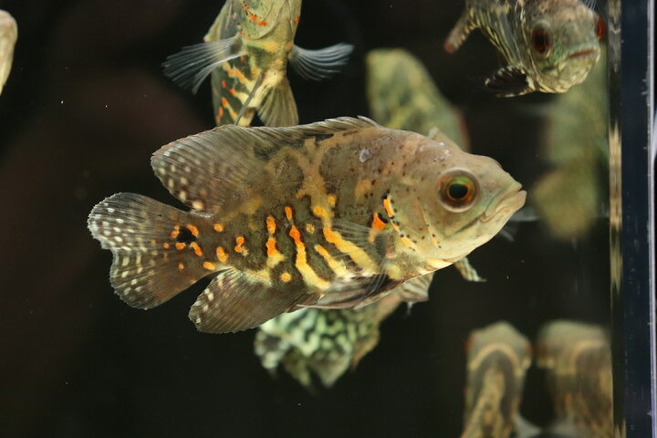 楽天市場】【淡水魚】激レア 極上個体群 ワイルドオスカー サンタ 