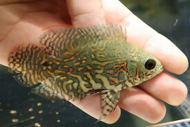 楽天市場 観賞魚 種 観賞魚 スネークヘッド ベラ ラス 観賞魚の生態環境熱帯 熱帯魚 アクアリウム ペット ペットグッズ の通販