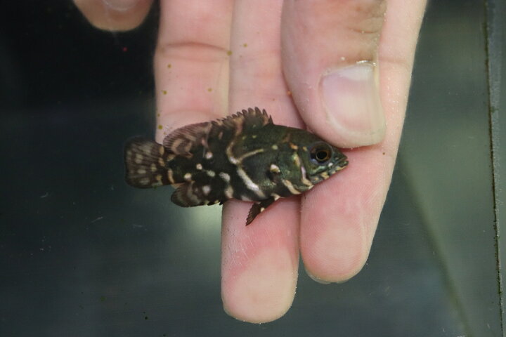 楽天市場 淡水魚 超大特価 ワイルドオスカーコロンビア産 ワイルド 1匹サンプル画像 3cm 生体 オスカー 熱帯魚 Nko ペットバルーン楽天市場支店 楽天市場 淡水魚 超大特価 ワイルドオスカーコロンビア産 ワイルド 1匹サンプル画像 3cm 生体 オスカー 熱帯魚 Nko ペットバルーン楽天市場支店