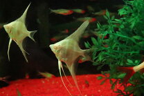 楽天市場】アルタムエンゼル 熱帯魚の通販