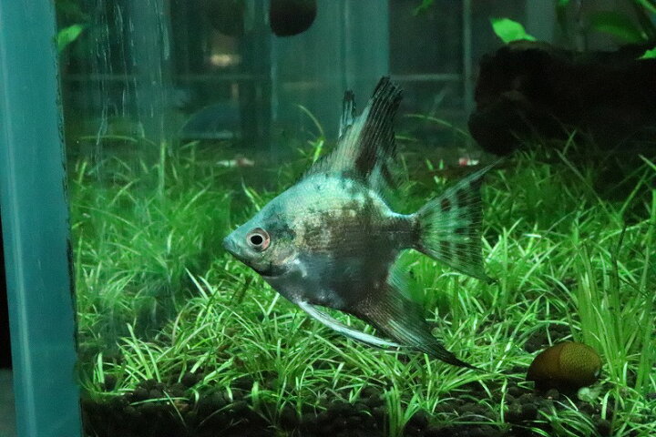 楽天市場 淡水魚 大特価 アバターブルーエンゼル 1匹 サンプル画像 エンゼルフィッシュ 生体 淡水 Nk ペットバルーン楽天市場支店