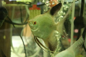 【淡水魚】レア種 Lサイズ カモメエンゼルフィッシュ【1匹 サンプル画像】(±7cm)（生体）（熱帯魚）NK