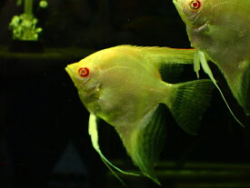 【淡水魚】アルビノレッドネックマナカプルエンゼルフィッシュ【1匹 サンプル画像】(±7cm)（エンゼルフィッシュ）（生体）（熱帯魚）NK