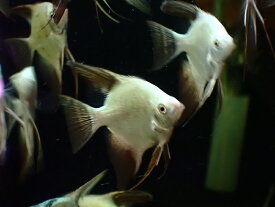 【淡水魚】カモメエンゼルフィッシュ【1匹 サンプル画像】（エンゼルフィッシュ）（生体）（熱帯魚）NK