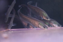 楽天市場】ナイフフィッシュ（観賞魚｜熱帯魚・アクアリウム）：ペット 