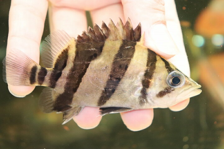楽天市場】【淡水魚】超大特価 残り僅か ダトニオリアルバンド 