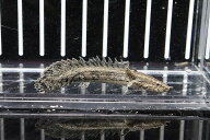【淡水魚】【通販】ポリプテルス ラプエン(ラプラティ×エンドリケリー)【1匹 サンプル画像】(±7-8cm)（…