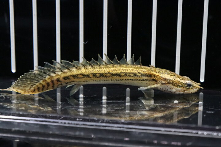 楽天市場】【淡水魚】【通販】特価 ポリプテルス ラプラティ 