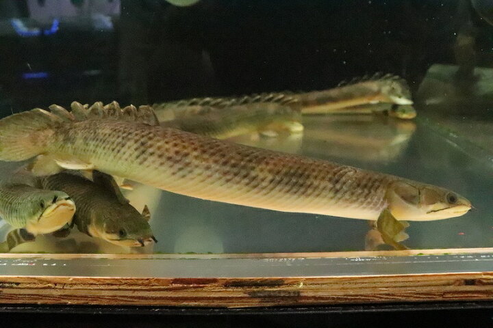 楽天市場】【淡水魚】【通販】大きめ ポリプテルス モケレンベンベ(旧 