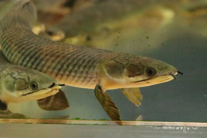 楽天市場】【淡水魚】【通販】大きめ ポリプテルス モケレンベンベ(旧 
