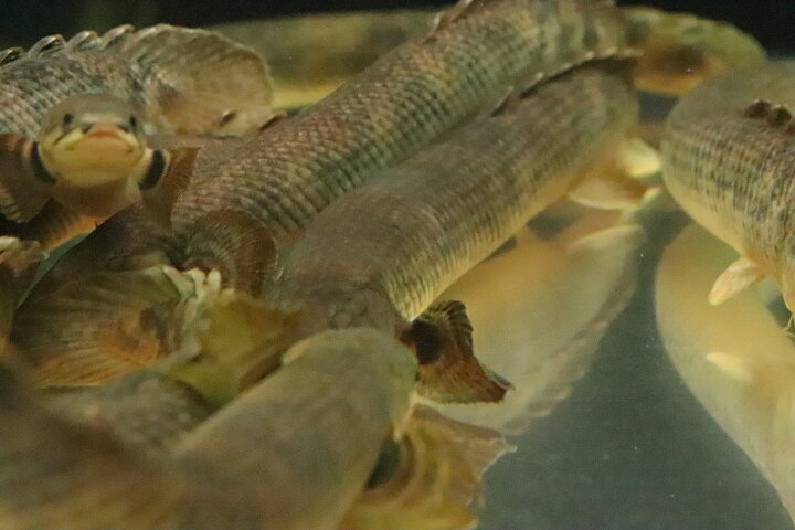 楽天市場】【淡水魚】【通販】大きめ ポリプテルス モケレンベンベ(旧 