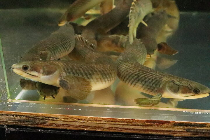 楽天市場】【淡水魚】【通販】大きめ ポリプテルス モケレンベンベ(旧 
