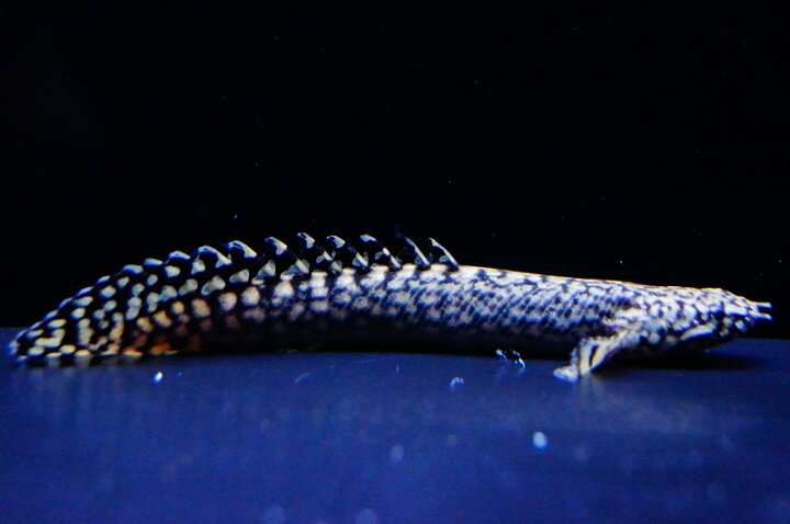楽天市場】【淡水魚】【通販】特価 ポリプテルス オルナティピンニス 