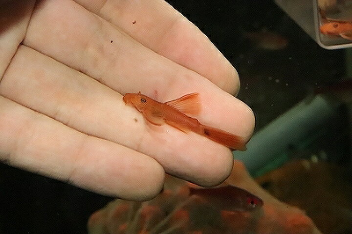 楽天市場】【淡水魚】【通販】激安 ロングフィンスーパーレッド 