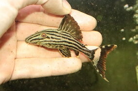 楽天市場 観賞魚 種 観賞魚 ドジョウ 人気ランキング1位 売れ筋商品