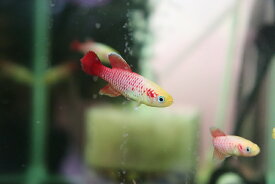 楽天市場 メダカ 種 観賞魚 グッピー の通販